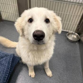 Great Pyrenees Dogs Available for Adoption in New York, New York - Albert | PetCurious