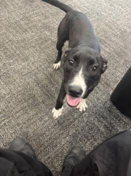 Dottie -  Mixed Breed Dog for Adoption in West Chester, Pennsylvania - Dottie | PetCurious