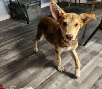 Rescue Husky Dogs for Adoption - Max | PetCurious