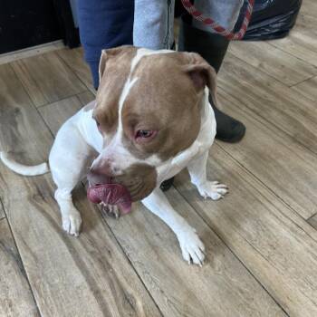 Pit Bull Terrier Dogs Available for Adoption - Pandora | PetCurious