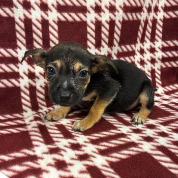 Terrier Dogs Available for Adoption - Felix | PetCurious