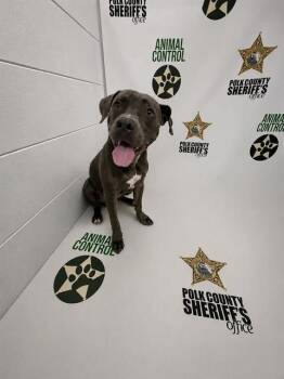HICCUP -  American Bulldog Dog for Adoption in Winter Haven, Florida - HICCUP | PetCurious