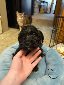 Cindy -  Labrador Retriever and Poodle Dog for Adoption in Cloquet, Minnesota - Cindy | PetCurious