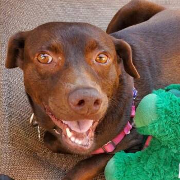 Shawnee -  Mixed Breed and Labrador Retriever Dog for Adoption in San Diego, California - Shawnee | PetCurious