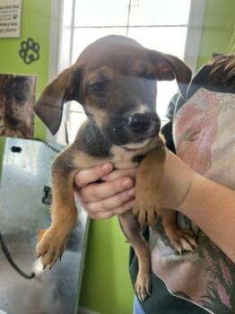 Rescue Coonhound Dogs for Adoption in Cleveland, Tennessee - Chrysler | PetCurious