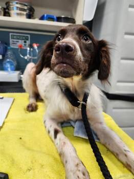 SPOT -  German Shorthaired Pointer and Mixed Breed Dog for Adoption in Newton, North Carolina - SPOT | PetCurious