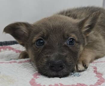 Australian Kelpie Dogs Available for Adoption in Newport, Tennessee - Gallant Bloom | PetCurious