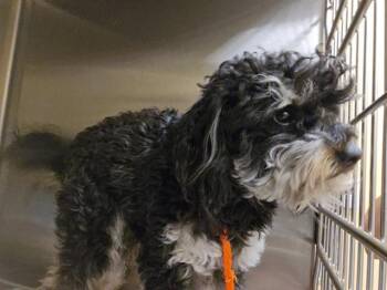 ALEX -  Poodle and Mixed Breed Dog for Adoption in Tustin, California - ALEX | PetCurious