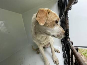 Labrador Retriever Dogs Available for Adoption in Houston, Texas - A655407 | PetCurious