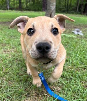 Labrador Retriever and Black Mouth Cur Dogs Available for Adoption in Billerica, Massachusetts - Langley | PetCurious