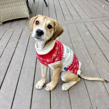 Rescue Shepherd and Hound Dogs for Adoption in South Riding, Virginia - Griswold | PetCurious