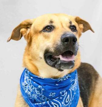 German Shepherd Dog Dogs Available for Adoption in Sanford, Florida - Buddy | PetCurious