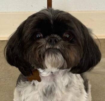 Bailey -  Shih Tzu Dog for Adoption in Sterling, Colorado - Bailey | PetCurious