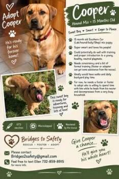 Cooper -  Labrador Retriever and American Bully Dog for Adoption in Lacey Township, New Jersey - Cooper | PetCurious