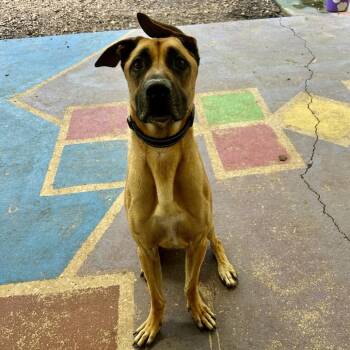 Marmaduke -  Mixed Breed Dog for Adoption in Titusville, Florida - Marmaduke | PetCurious