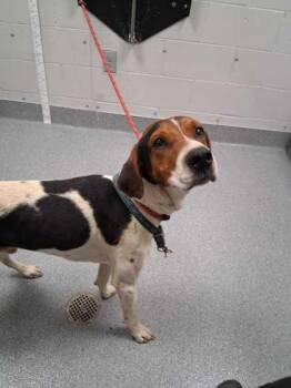 Mixed Breed Dogs Available for Adoption in Sevierville, Tennessee - Rocco | PetCurious