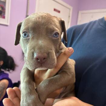 Backpack -  Pit Bull Terrier Dog for Adoption in Northbrook, Illinois - Backpack | PetCurious