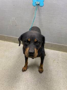 Rottweiler Dogs Available for Adoption in Las Vegas, Nevada - APRIL | PetCurious