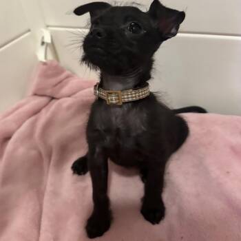 September -  Terrier Dog for Adoption in Chicago, Illinois - September | PetCurious
