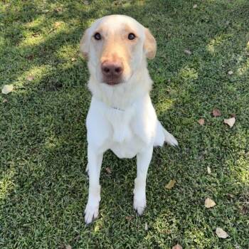 Sadie -  Labrador Retriever Dog for Adoption in Valdosta, Georgia - Sadie | PetCurious