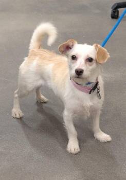 Fox Terrier and Mixed Breed Dogs Available for Adoption - KINSLEY | PetCurious