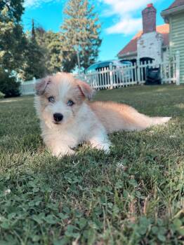 Rusty -  Husky Dog for Adoption in Leicester, Massachusetts - Rusty | PetCurious