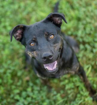 Sissy Gump -  Shepherd Dog for Adoption in Stratham, New Hampshire - Sissy Gump | PetCurious