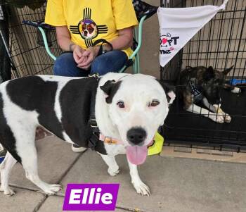 Rescue American Staffordshire Terrier Dogs for Adoption in Portales, New Mexico - Ellie | PetCurious