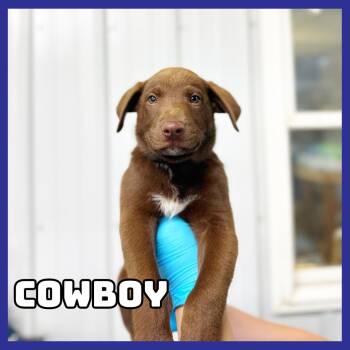 Cowboy -  Chocolate Labrador Retriever Dog for Adoption in Glenwood, Minnesota - Cowboy | PetCurious