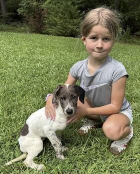 Vero -  Australian Shepherd and Labrador Retriever Dog for Adoption in Watertown, Connecticut - Vero | PetCurious