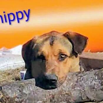 Shepherd and Mastiff Dogs Available for Adoption in Niagara Falls, Ontario - Chippy (20260509-01) | PetCurious