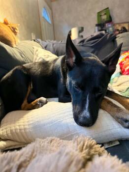 Athena -  Border Collie Dog for Adoption in Brunswick, Maine - Athena | PetCurious
