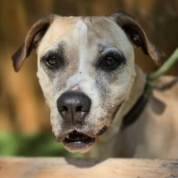 American Bulldog and Pit Bull Terrier Dogs Available for Adoption in Austin, Texas - Ford JuM | PetCurious