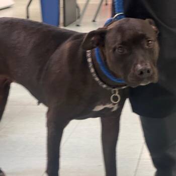 Katie -  Pit Bull Terrier Dog for Adoption in Philadelphia, Pennsylvania - Katie | PetCurious