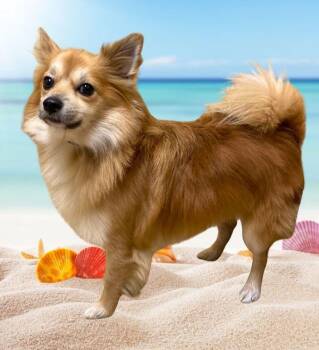Chase -  Chihuahua Dog for Adoption in Salem, Oregon - Chase | PetCurious