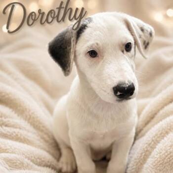 Dorothy -  Great Pyrenees Dog for Adoption in Columbia, Maryland - Dorothy | PetCurious