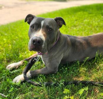 Rescue Pit Bull Terrier Dogs for Adoption in Minneapolis, Minnesota - VELVET | PetCurious