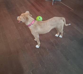 Louise (Weezy) -  Catahoula Leopard Dog Dog for Adoption in Kansas City, Missouri - Louise (Weezy) | PetCurious