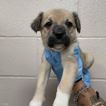 MJ -  Great Pyrenees and Mixed Breed Dog for Adoption in Birmingham, Alabama - MJ | PetCurious
