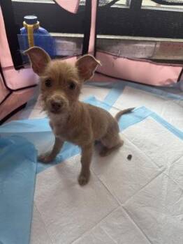 Henrietta -  Mixed Breed Dog for Adoption in Honolulu, Hawaii - Henrietta | PetCurious