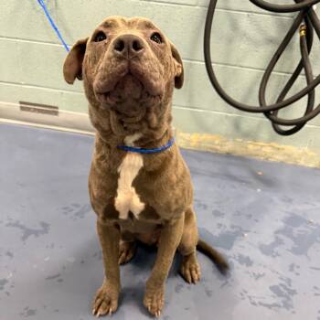 Rescue Pit Bull Terrier Dogs for Adoption in Greensboro, North Carolina - Cranberry | PetCurious