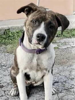 Narni -  American Staffordshire Terrier Dog for Adoption in Mooresville, North Carolina - Narni | PetCurious