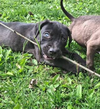 Black Mouth Cur and Terrier Dogs Available for Adoption in Berlin, New Jersey - Artemis(Artie) | PetCurious