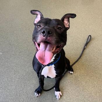 Atticus -  American Bulldog and Pit Bull Terrier Dog for Adoption in Chicago, Illinois - Atticus | PetCurious