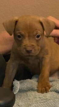 Gino -  Mixed Breed Dog for Adoption in Ocala, Florida - Gino | PetCurious