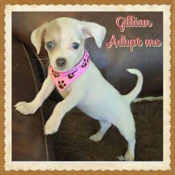 Gillian Owens -  Chihuahua Dog for Adoption in Grove, Oklahoma - Gillian Owens | PetCurious