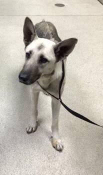 Rescue German Shepherd Dog Dogs for Adoption in Riverside, California - PALETA | PetCurious