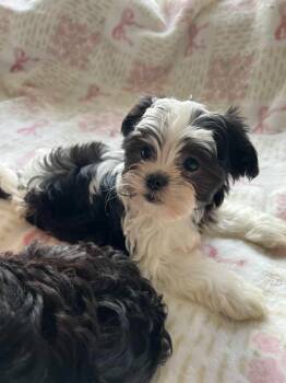 Shih Tzu Dogs Available for Adoption in Tustin, California - Boy Shiatzu