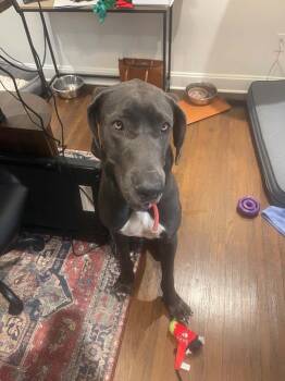 Gus -  Great Dane Dog for Adoption in Columbus, Ohio - Gus | PetCurious