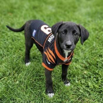 Burrow -  Shepherd and Labrador Retriever Dog for Adoption in Holiday Hills, Illinois - Burrow | PetCurious